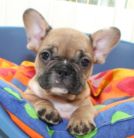Sani maschio e femmina cuccioli di bulldog francese per adozione 