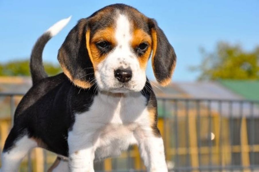 Cuccioli di beagle  per adozione ( regalo  )
