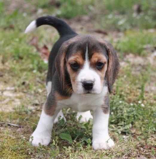 Regalo cuccioli di Beagle