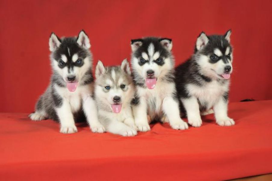 Voglio ri-casa il mio cucciolo di Sibarian Husky di pura razza ad una casa 