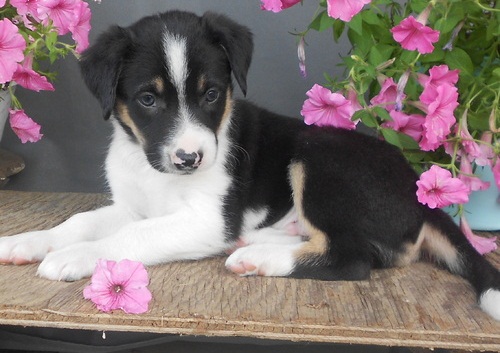 Cuccioli di border collie femminucce e maschietti disponibili in regalo