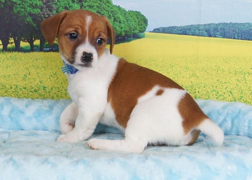 Regarlo Jack Russell cuccioli EMAIL (canine.boutique.pro@gmail.com)