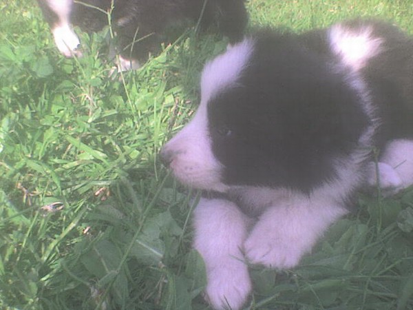 Cuccioli di Border Collie