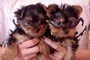 Yorkshire Terrier cuccioli Adorabile