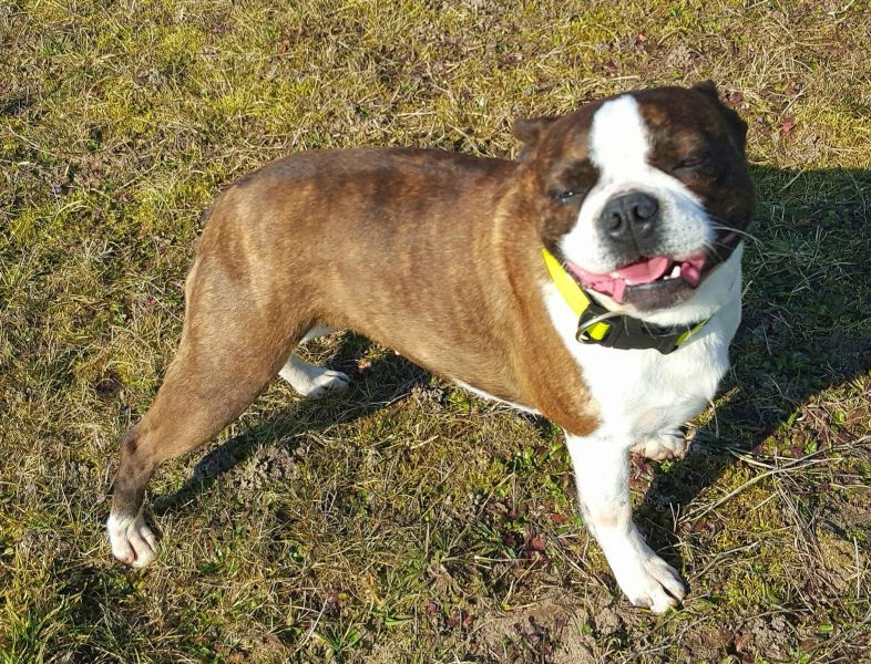  regalo cuccioli di boston terrier  disponibili per l'adozione