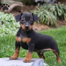 Adorabili cuccioli di pinscher femminucce e maschietti disponibili per l'adozione cuccioli sono vacc