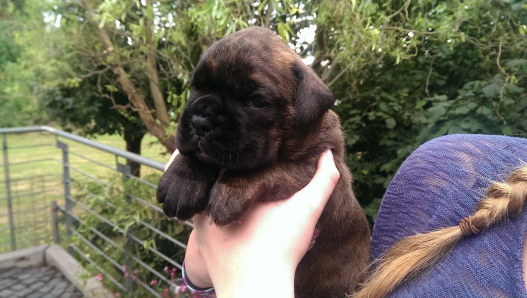  cuccioli di Boxer ( per regalo )