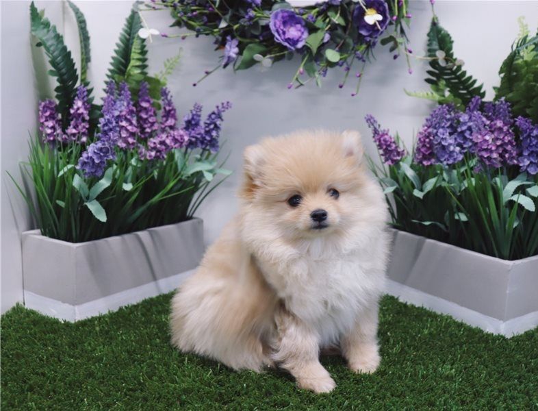 Regalo Cuccioli di volpino di pomerania