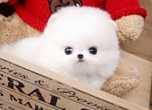 Bellissimi cuccioli di Volpino Pomerania