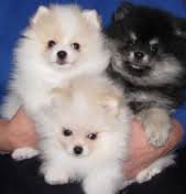  Regalo Volpini cuccioli di pomerania
