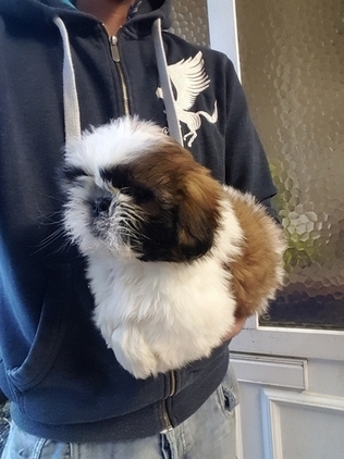 Abbiamo una bellissima cucciolata di SHIH-TZU trcolore.