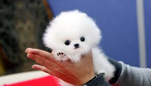 Regalo Cuccioli di Pomeranian Toy