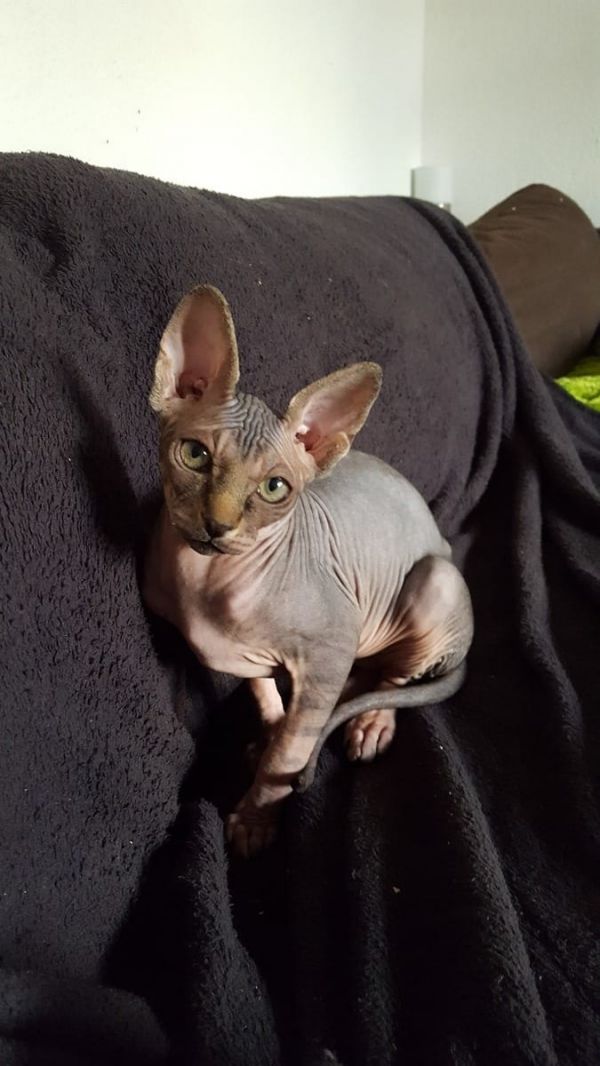 Gattini di Sphynx   per adozione ( maschio e femmina )