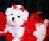Bichon frise cuccioli con pedigree.
