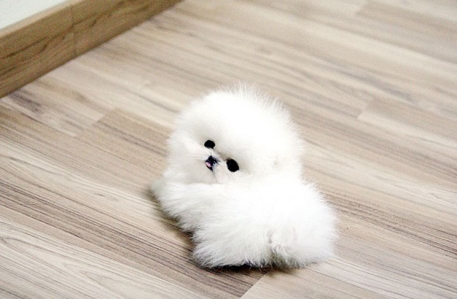 Offriamo ottimi cuccioli di Volpino di Pomerania 2 Maschietti e 1 Femminucce, 