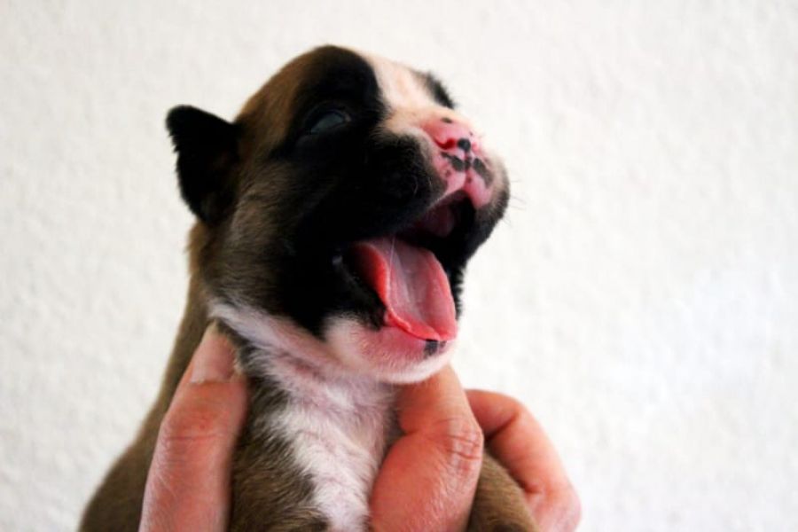  regalo cuccioli di  boxer disponibili per l'adozione