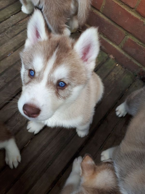 Cuccioli di Husky siberiano