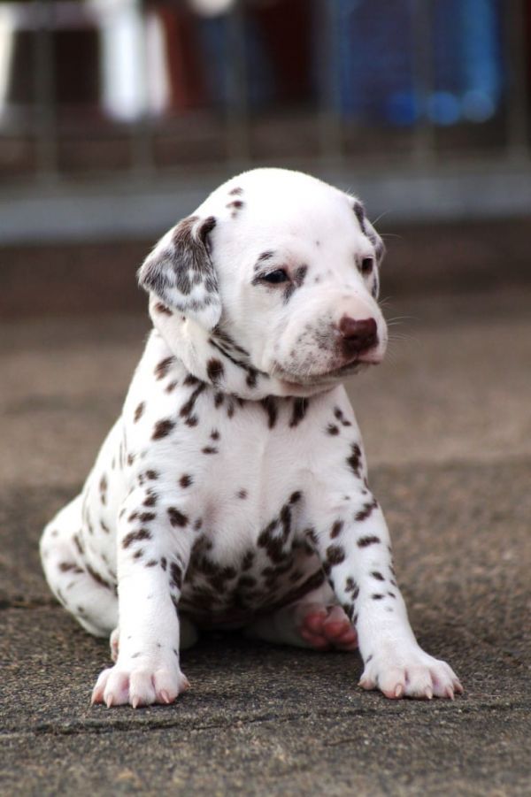  cuccioli di dalmata per adozione per adozione ( maschio e femmina )