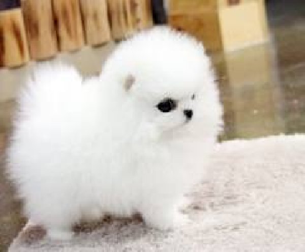Bellissimi cuccioli di Volpino Pomerania