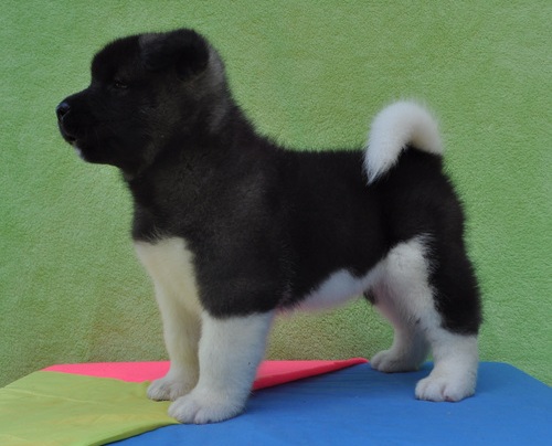  regalo cuccioli di Akita  inu disponibili per l'adozione