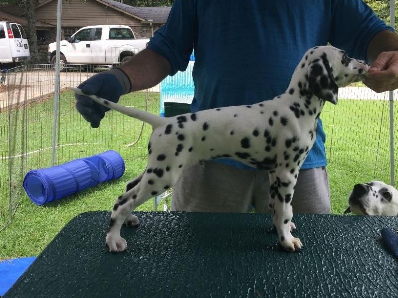 Sensibile, energico e amichevole cuccioli di Dalmatian