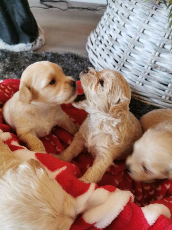 Cuccioli Maltipo pronti 4 una nuova casa