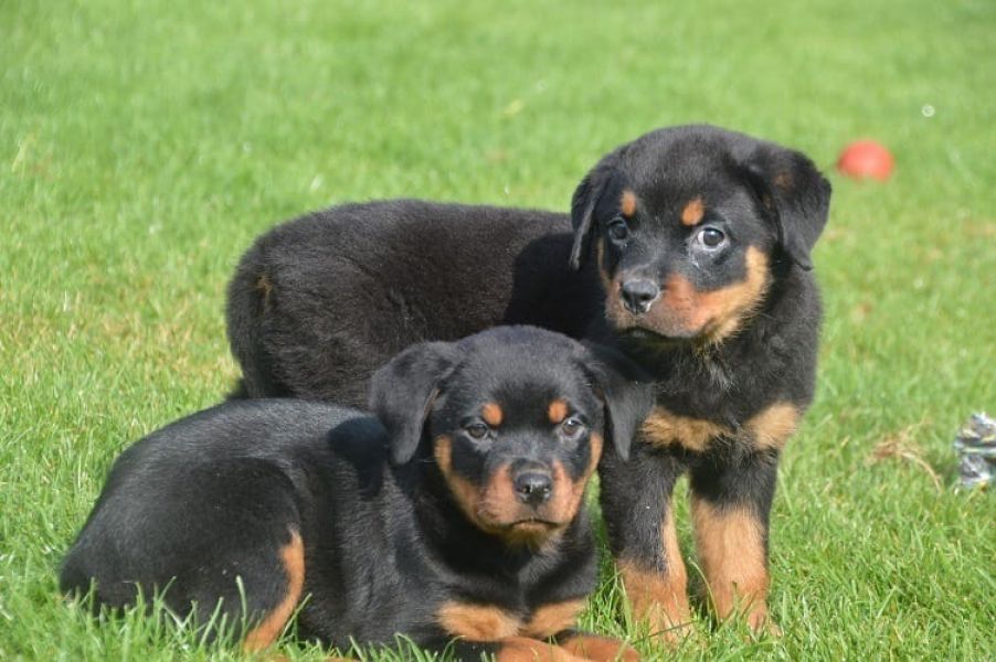 Molto bella e sani cuccioli di ROTTWEILER  per adozione maschi e femmine disponibili   (gratis
