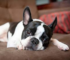 Adorabili cuccioli di Boston terrier femminucce e maschietti disponibili per l'adozione
