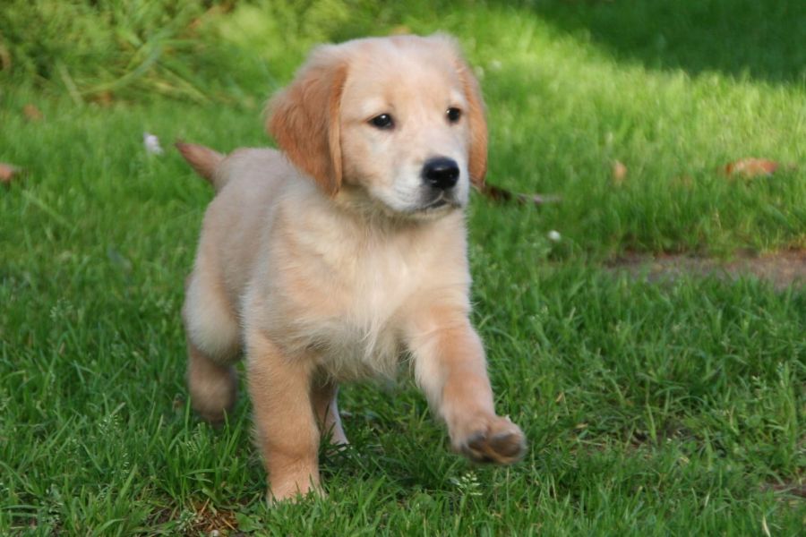 Molto bella e sani cuccioli di golden retriever per adozione maschi e femmine disponibili (gratis) 