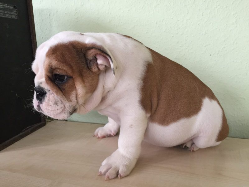  regalo cuccioli di bulldog inglese disponibili per l'adozione