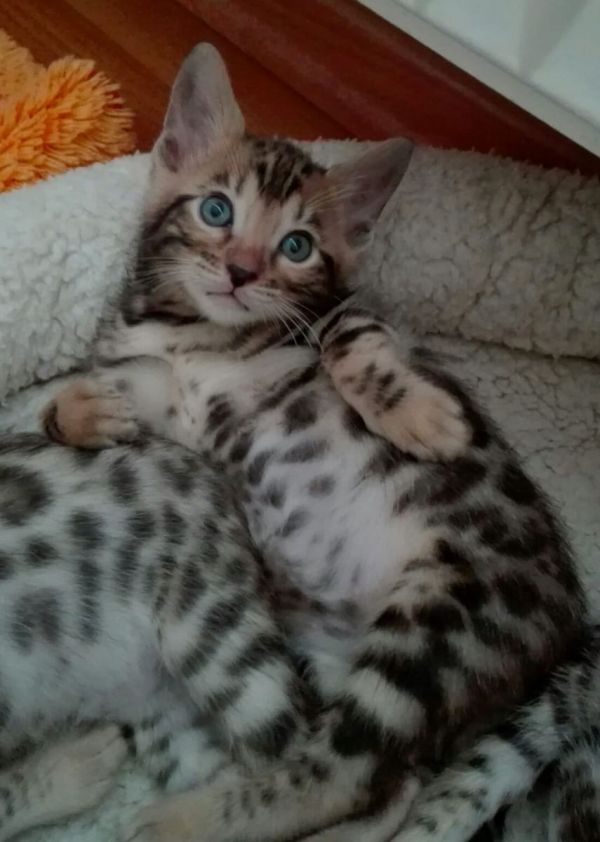 Gattini di bengala  per adozione ( maschio e femmina )