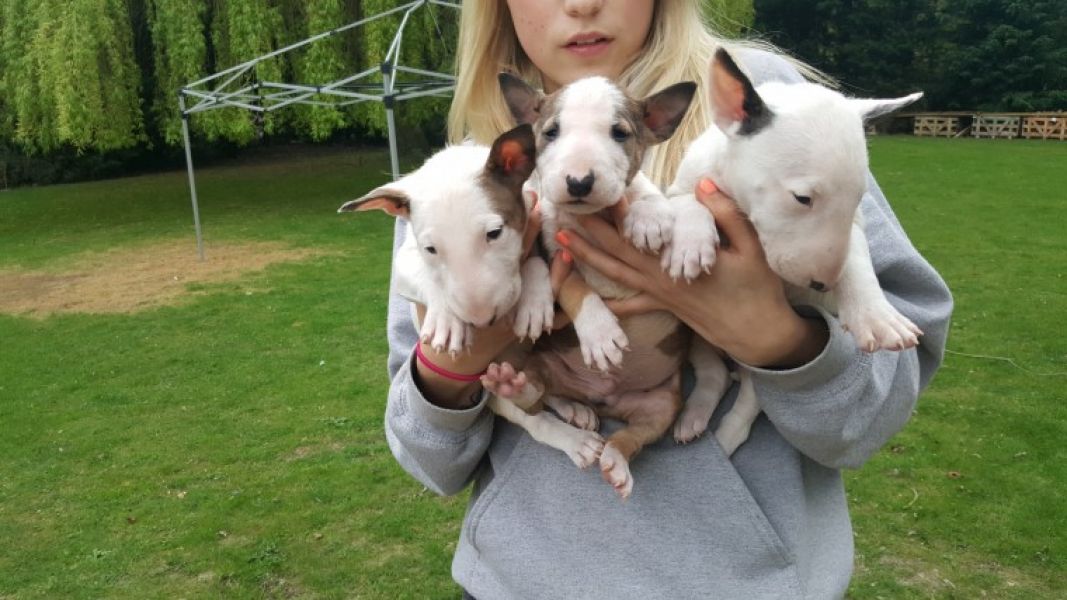 Adorabili cuccioli di bull terrier in regalo