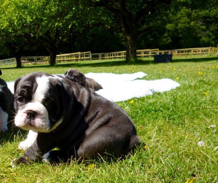 Regalo Bulldog inglese cuccioli disponibili
