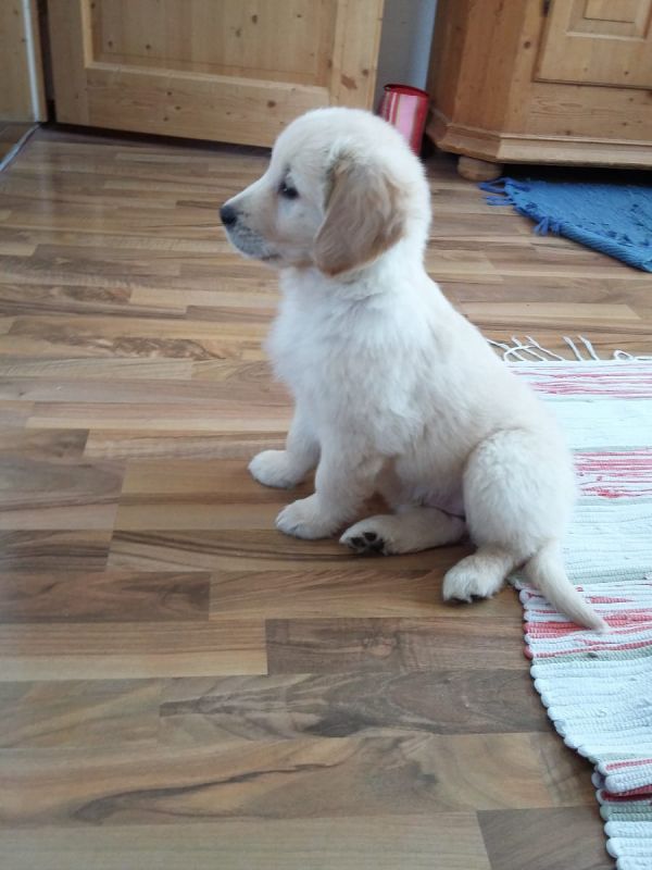 Cuccioli di golden retriever  per adozione ( maschio e femmina )