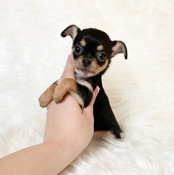   Chihuahua cuccioli introvabili cuccioli di Chihuahua intelligenti e dolcissimi attaccati al padron