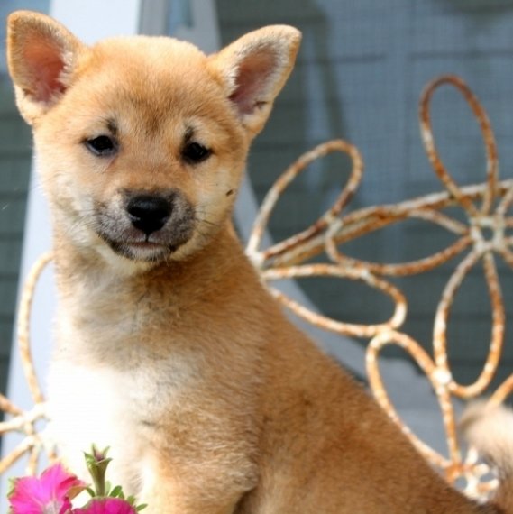 REGALO due cuccioli di Shiba Inu per l'adozione