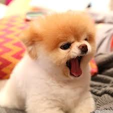  REGALO CUCCIOLI DI VOLPINO POMERANIA CON PEDIGREE Regalo cuccioli di volpino Pomerania con pedigree