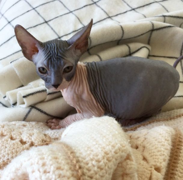 Gattini di Sphynx   ( per regalo )
