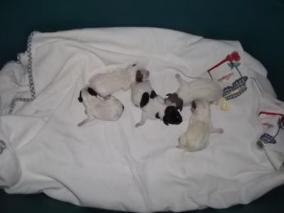 Parson Jack Russell Terrier Nati il 10/10/10 e il 09/10/10 
