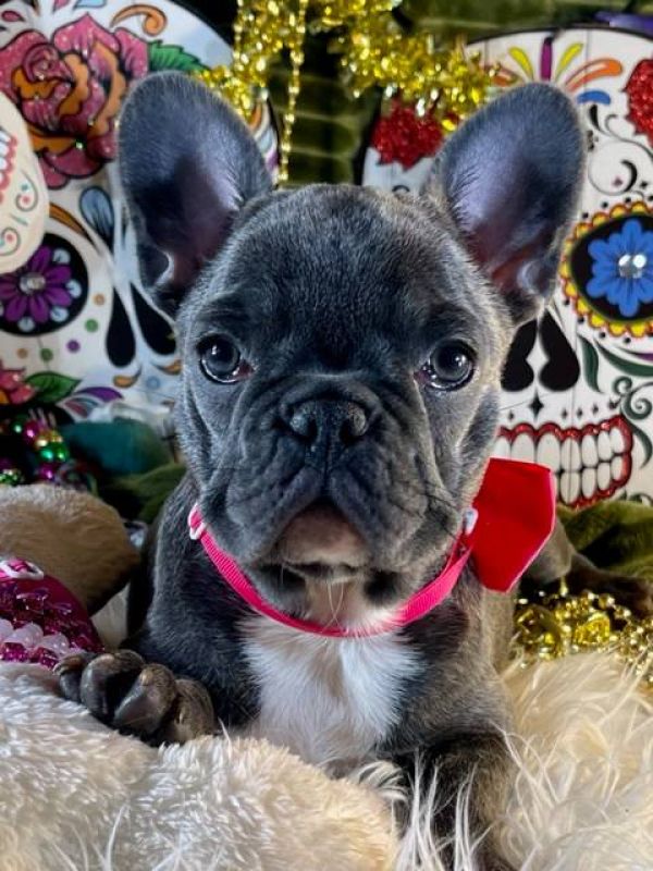 Disponibili splendidi cuccioli di bulldog francese