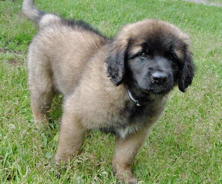 Leonberger cuccioli disponibile