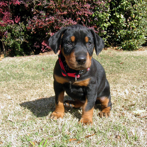Molto bella e sani  cuccioli di doberman  per adozione maschi e femmine disponibili (gratis)