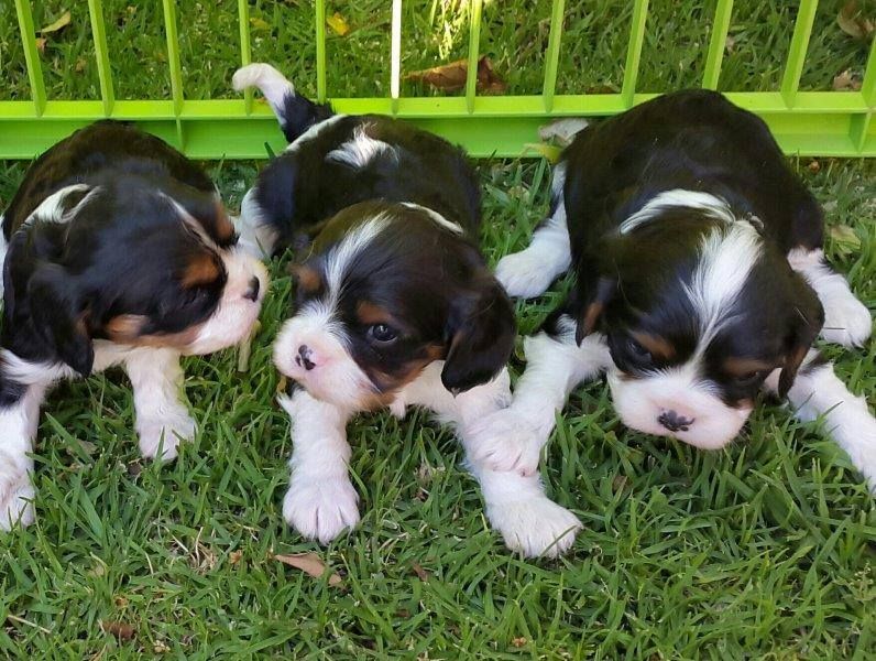 regalo cuccioli di cavalier king charles spaniel  disponibili per l'adozione