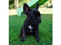 Cuccioli di Cane a Bulldog Francese