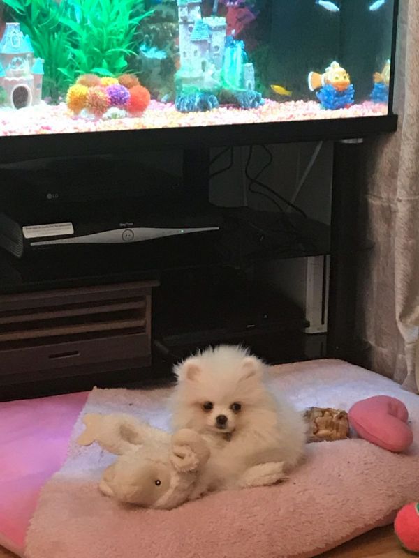 Regalo Volpini cuccioli di pomerania