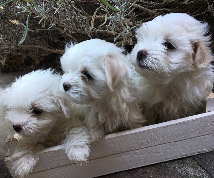 Dolcissimi cuccioli di maltese