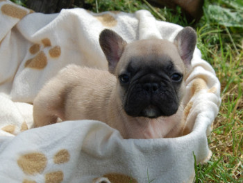 Regalo Bulldog francese cuccioli   adorabile cucciolo bulldog francese. Sto cercando una nuova casa 