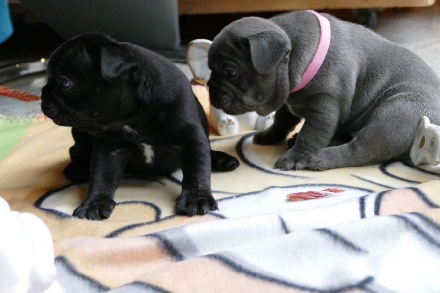 Cuccioli di bulldog francese di 2 mesi