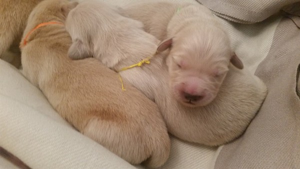 Bellissimi cuccioli di Golden Retriever con pedigree