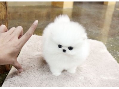 Regalo Volpini cuccioli di pomerania Piccoli